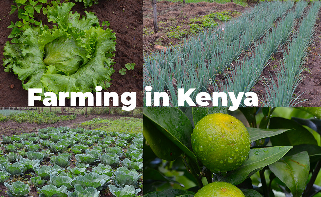 Farming In Kenya 1