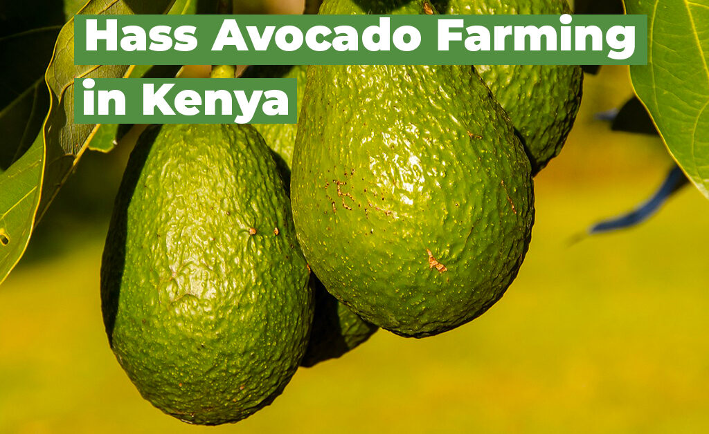 Hass Avocado farming in Kenya
