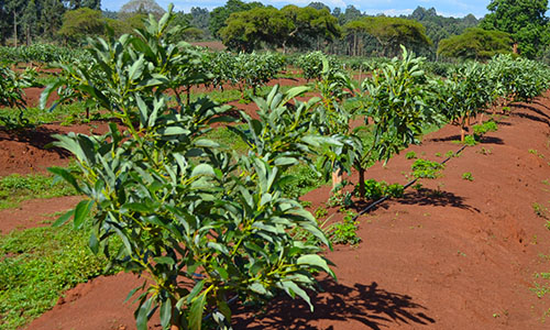 Hass avocado farming in Kenya