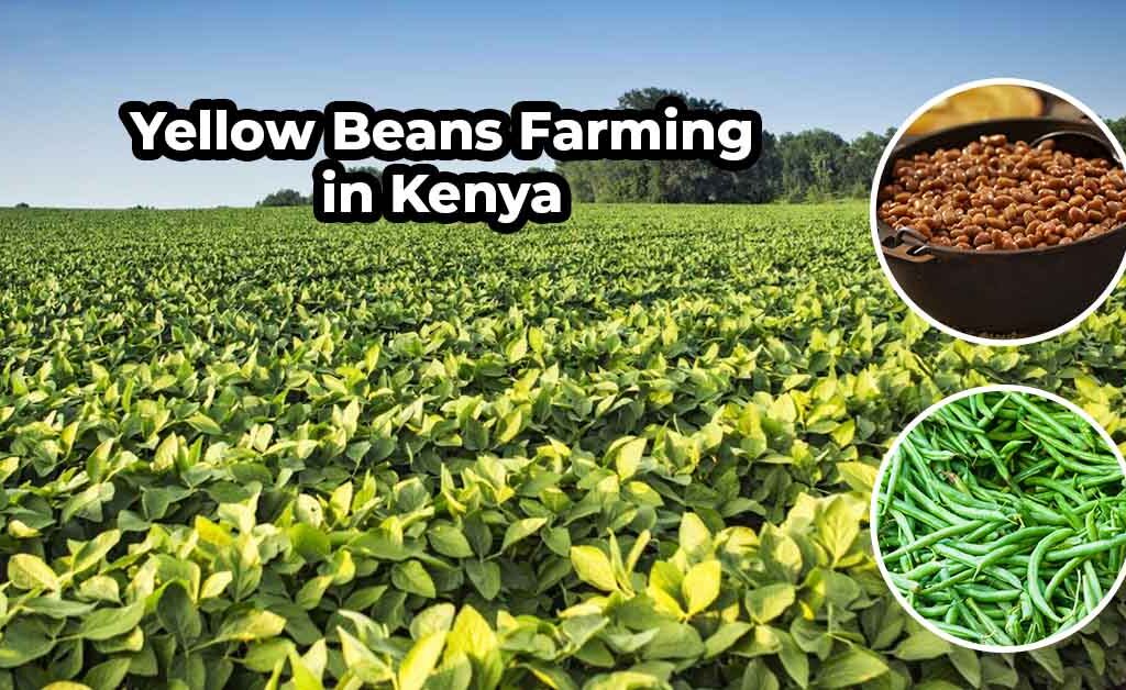yellow beans farming in kenya